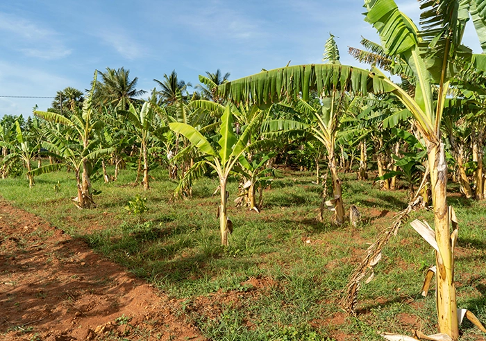 moden agri 4