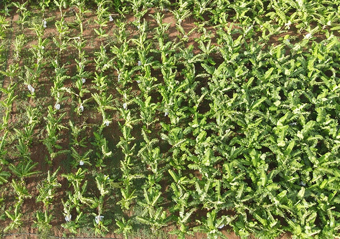 moden agri 6